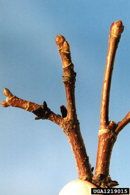 Norway maple, Acer platanoides  (Sapindales: Aceraceae) - 1219015