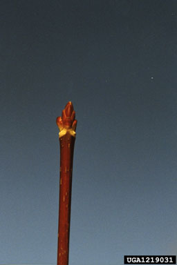 red maple, Acer rubrum  (Sapindales: Aceraceae) - 1219031