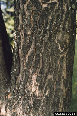 silver maple, Acer saccharinum  (Sapindales: Aceraceae) - 1219034