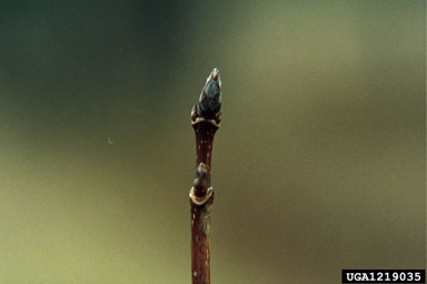 sugar maple, Acer saccharum  (Sapindales: Aceraceae) - 1219035