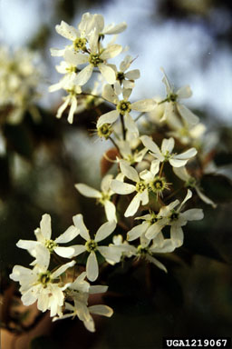 serviceberry, Amelanchier arborea  (Rosales: Rosaceae) - 1219067