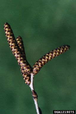 yellow birch, Betula alleghaniensis  (Fagales: Betulaceae) - 1219075