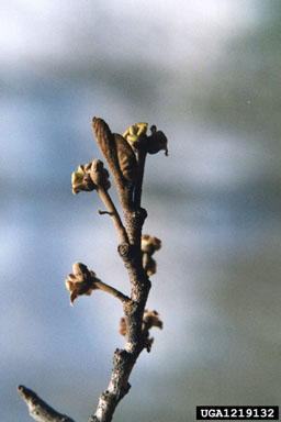 witch-hazel, Hamamelis virginiana  (Hamamelidales: Hamamelidaceae) - 1219132