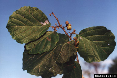 witch-hazel, Hamamelis virginiana  (Hamamelidales: Hamamelidaceae) - 1219138