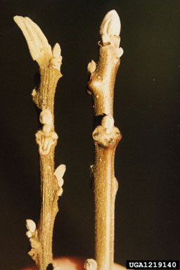 butternut, Juglans cinerea  (Juglandales: Juglandaceae) - 1219140