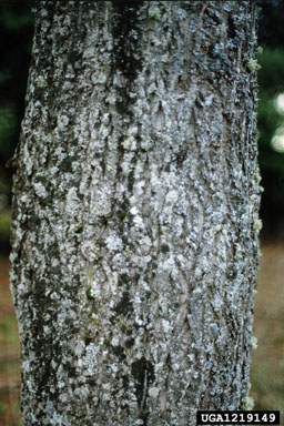 butternut, Juglans cinerea  (Juglandales: Juglandaceae) - 1219149