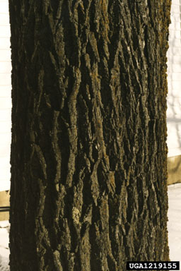 black walnut, Juglans nigra  (Juglandales: Juglandaceae) - 1219155