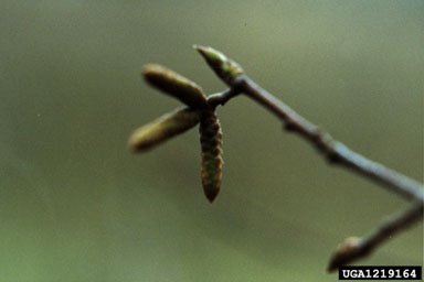 hophornbeam, Ostrya virginiana  (Fagales: Betulaceae) - 1219164