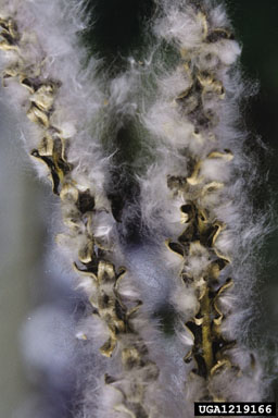 balsam poplar, Populus balsamifera  (Salicales: Salicaceae) - 1219166