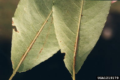 black cherry, Prunus serotina  (Rosales: Rosaceae) - 1219179