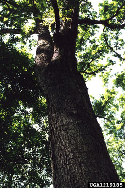 white oak, Quercus alba  (Fagales: Fagaceae) - 1219185