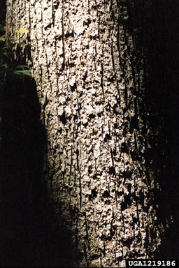 white oak, Quercus alba  (Fagales: Fagaceae) - 1219186