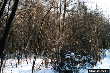buckthorn, Rhamnus spp.  (Rhamnales: Rhamnaceae) - 1219210