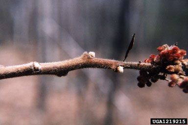 staghorn sumac, Rhus typhina  (Sapindales: Anacardiaceae) - 1219215