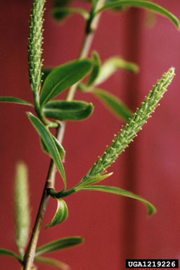 black willow, Salix nigra  (Salicales: Salicaceae) - 1219226
