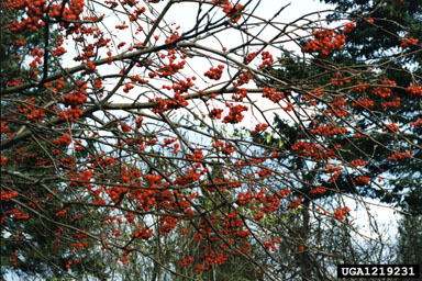 northern mountain ash, Sorbus decora  (Rosales: Rosaceae) - 1219231
