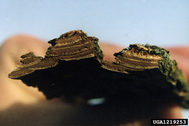 rock elm, Ulmus thomasii  (Urticales: Ulmaceae) - 1219253