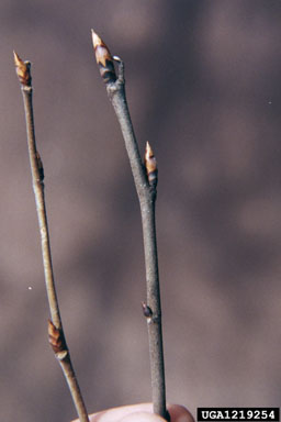 rock elm, Ulmus thomasii  (Urticales: Ulmaceae) - 1219254