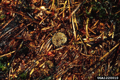 Pine-tree lappet (Dendrolimus pini ) on Scots pine (Pinus sylvestris ) - 1220010