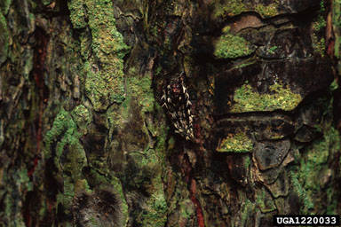 nun moth (Lymantria monacha ) on Scots pine (Pinus sylvestris ) - 1220033