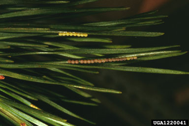 pine beauty moth (Panolis flammea ) on Scots pine (Pinus sylvestris ) - 1220041