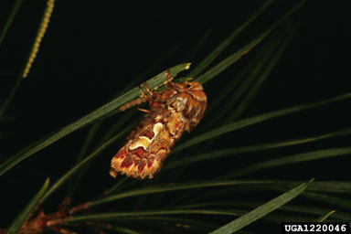 pine beauty moth (Panolis flammea ) on Scots pine (Pinus sylvestris ) - 1220046