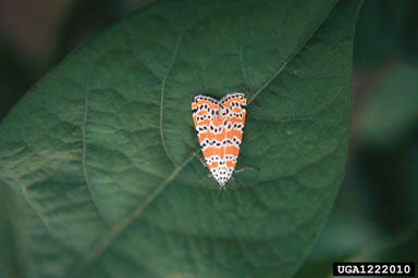 bella moth, Utetheisa bella  (Lepidoptera: Arctiidae) - 1222010