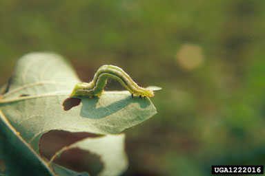 cutworms, loopers, owlet moths, and underwings (  ) on cotton (Gossypium hirsutum ) - 1222016