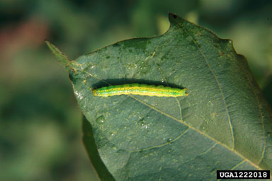 cotton leafworm (Alabama argillacea ) on cotton (Gossypium hirsutum ) - 1222018