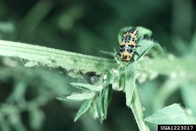 convergent lady beetle, Hippodamia convergens  (Coleoptera: Coccinellidae) - 1223017