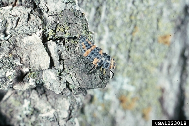 convergent lady beetle, Hippodamia convergens  (Coleoptera: Coccinellidae) - 1223018