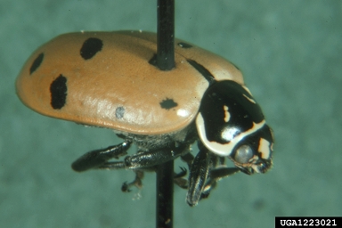 convergent lady beetle, Hippodamia convergens  (Coleoptera: Coccinellidae) - 1223021