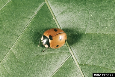 sevenspotted lady beetle, Coccinella septempunctata  (Coleoptera: Coccinellidae) - 1223029