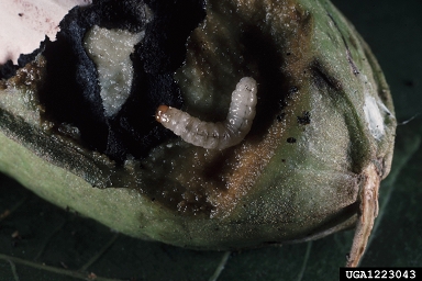 hickory shuckworm (Cydia caryana ) on pecan (Carya illinoinensis ) - 1223043