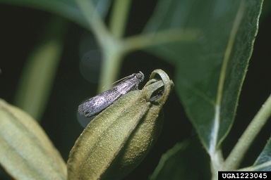 pecan nut casebearer (Acrobasis nuxvorella ) on pecan (Carya illinoinensis ) - 1223045