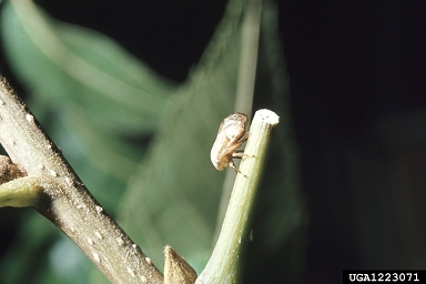 pecan spittlebug (Clastoptera achatina ) on pecan (Carya illinoinensis ) - 1223071