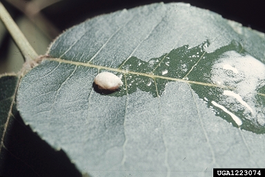 pecan spittlebug (Clastoptera achatina ) on pecan (Carya illinoinensis ) - 1223074