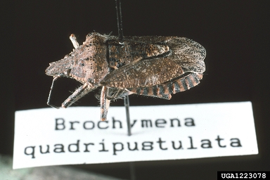 rough stink bug, Brochymena quadripustulata  (Hemiptera: Pentatomidae) - 1223078