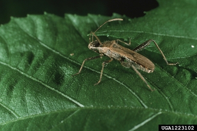 broadheaded bug, Alydus pilosulus  (Hemiptera: Alydidae) - 1223102