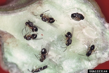 Asian chestnut gall wasp, Dryocosmus kuriphilus  (Hymenoptera: Cynipidae) - 1223144