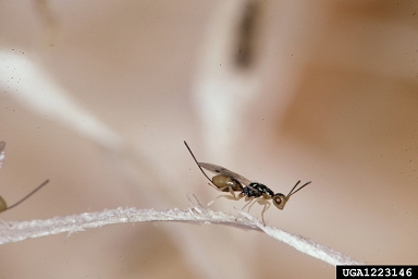 seed chalcid, Megastigmus spp.  (Hymenoptera: Torymidae) - 1223146