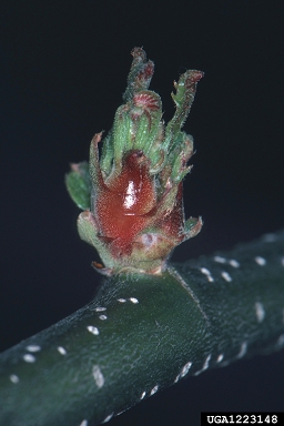 Asian chestnut gall wasp, Dryocosmus kuriphilus  (Hymenoptera: Cynipidae) - 1223148