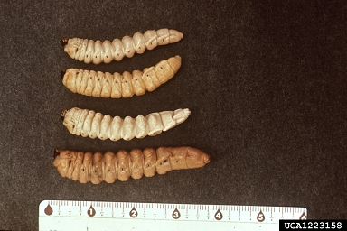 giant root borers, Prionus spp.  (Coleoptera: Cerambycidae) - 1223158