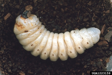 giant root borers, Prionus spp.  (Coleoptera: Cerambycidae) - 1223159