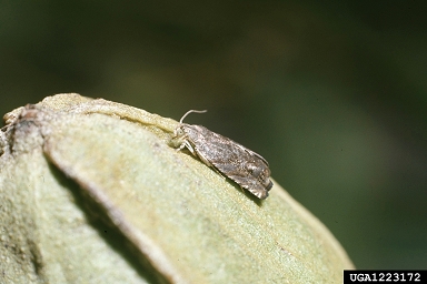 hickory shuckworm (Cydia caryana ) on pecan (Carya illinoinensis ) - 1223172