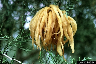 cedar-apple rust, Gymnosporangium juniperi-virginianae  (Uredinales: Pucciniaceae) - 1224004