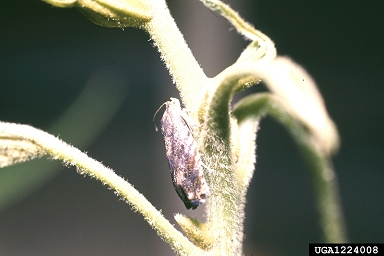 hickory shuckworm (Cydia caryana ) on pecan (Carya illinoinensis ) - 1224008