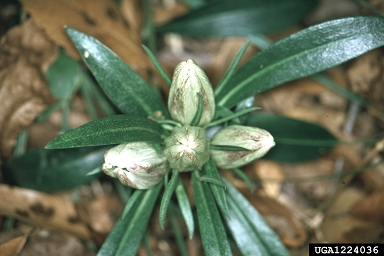 striped gentian, Gentiana villosa  (Gentianales: Gentianaceae) - 1224036