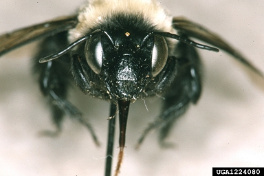 southeastern blueberry bee, Habropoda laboriosa  (Hymenoptera: Apidae) - 1224080