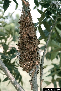 walnut caterpillar, Datana integerrima  (Lepidoptera: Notodontidae) - 1224110